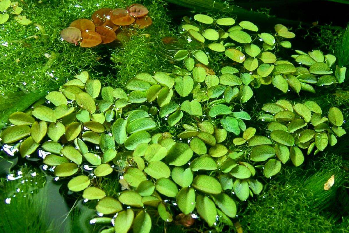 Виды плавающих растений. Сальвиния аквариумное растение. Сальвиния, риччия, лимнобиум. Сальвиния ушастая. Сальвиния клобучковая.