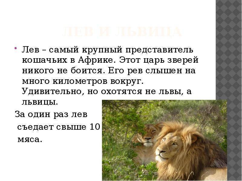 Рыба гольян – очень мелкий, но агрессивный хищник