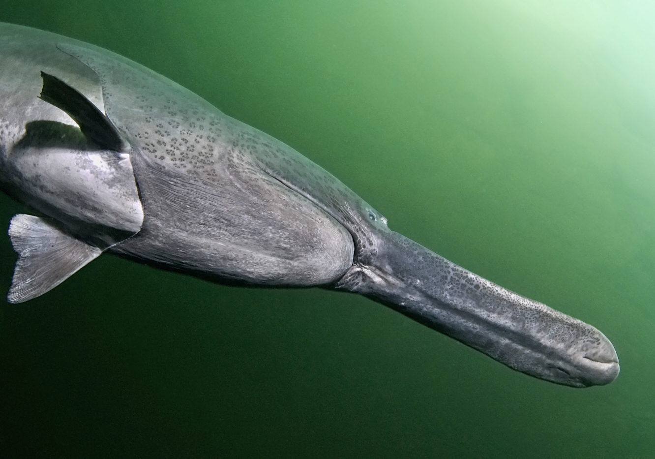 Морской конек – невероятное создание. описание и фото морского конька