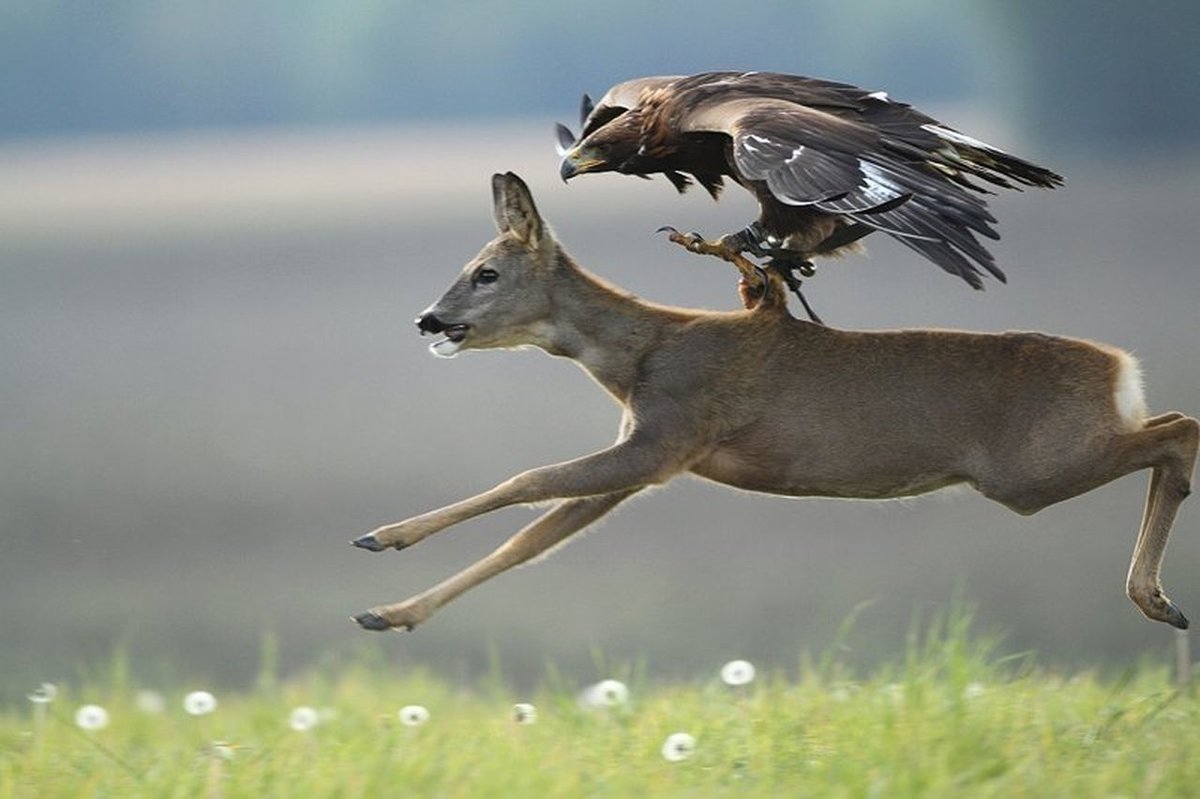 Хищные олени. Олень бежит. Олень прыгает. Животные охотятся. Летучий олень.