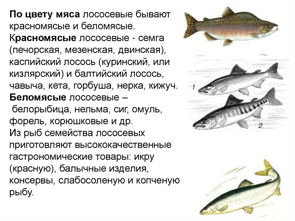 Семейство лососевые: список видов рыбы