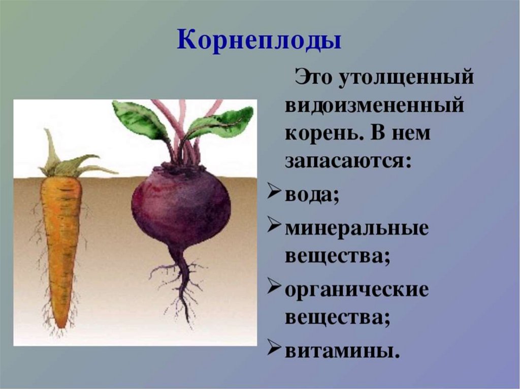 Что относится к видоизмененным корням биология 6. Строение корнеплода свеклы. Видоизменение корня свеклы. Корнеплод свеклы биология 6 класс.