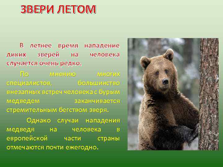 Изменения в жизни животных летом таблица. Поведение диких животных. Описание медведя. Опасное животное бурый медведь. Памятка при встрече с медведем.