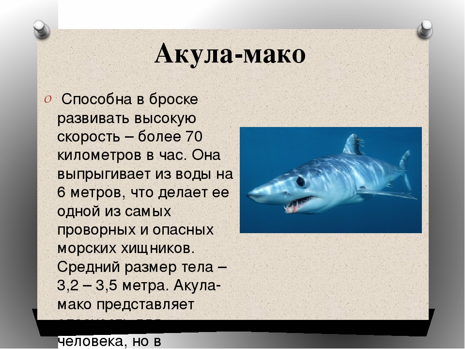 Секреты биологии акул - строение акулы