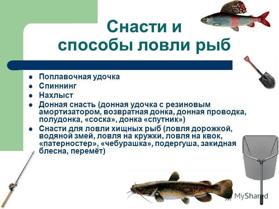 Рыба пелядь - полезные свойства, калорийность и вкусовые качества