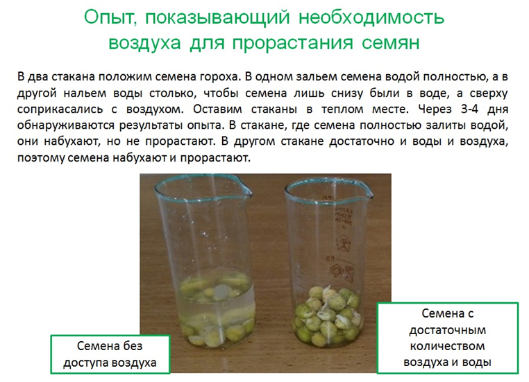 Экспериментатор измельчил семена гороха добавил воды
