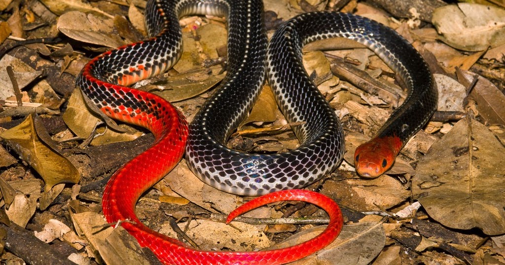 Самые ядовитые змеи фото