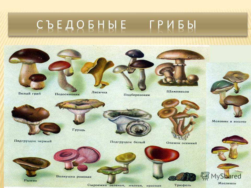 Виды грибов и их названия съедобные и несъедобные фото