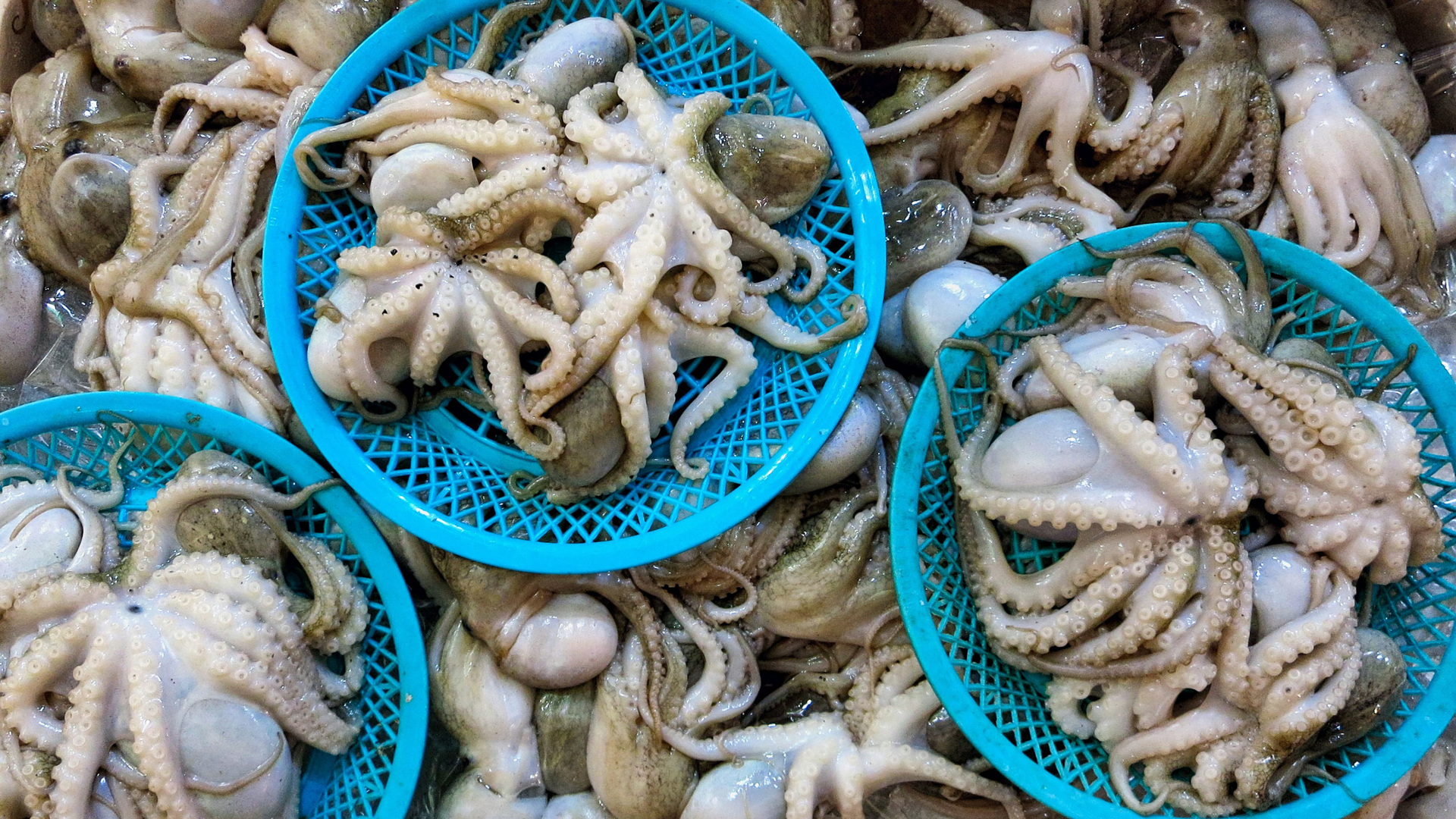 Головоногие моллюски морепродукты