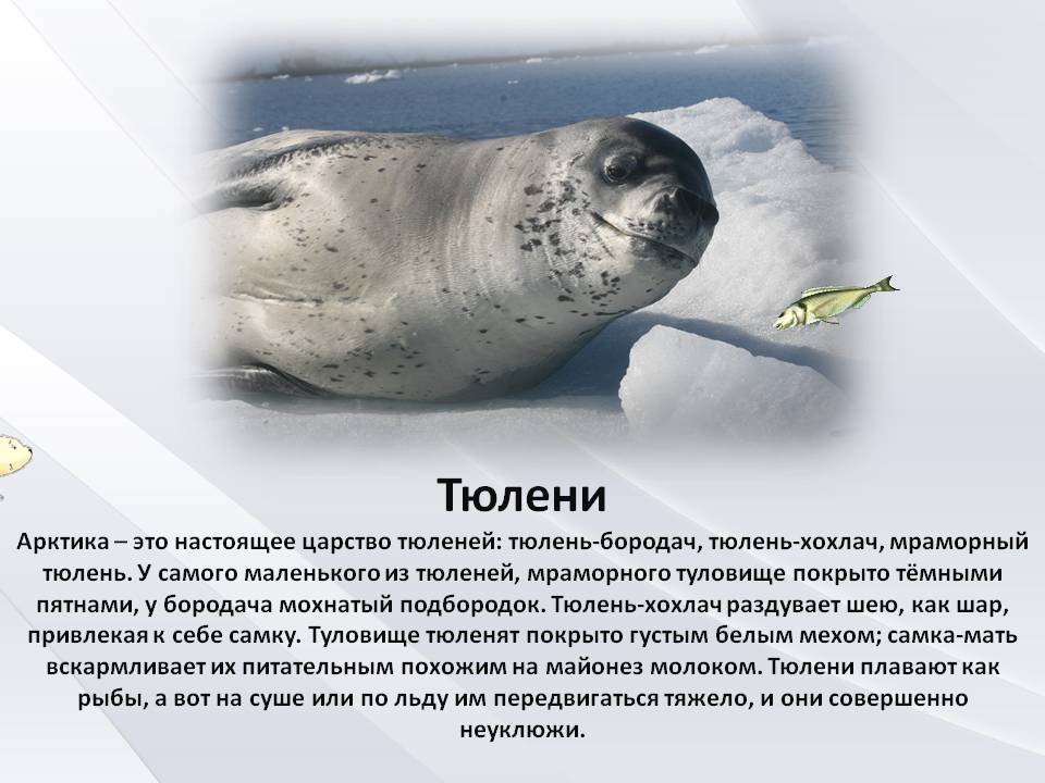 Обыкновенный тюлень