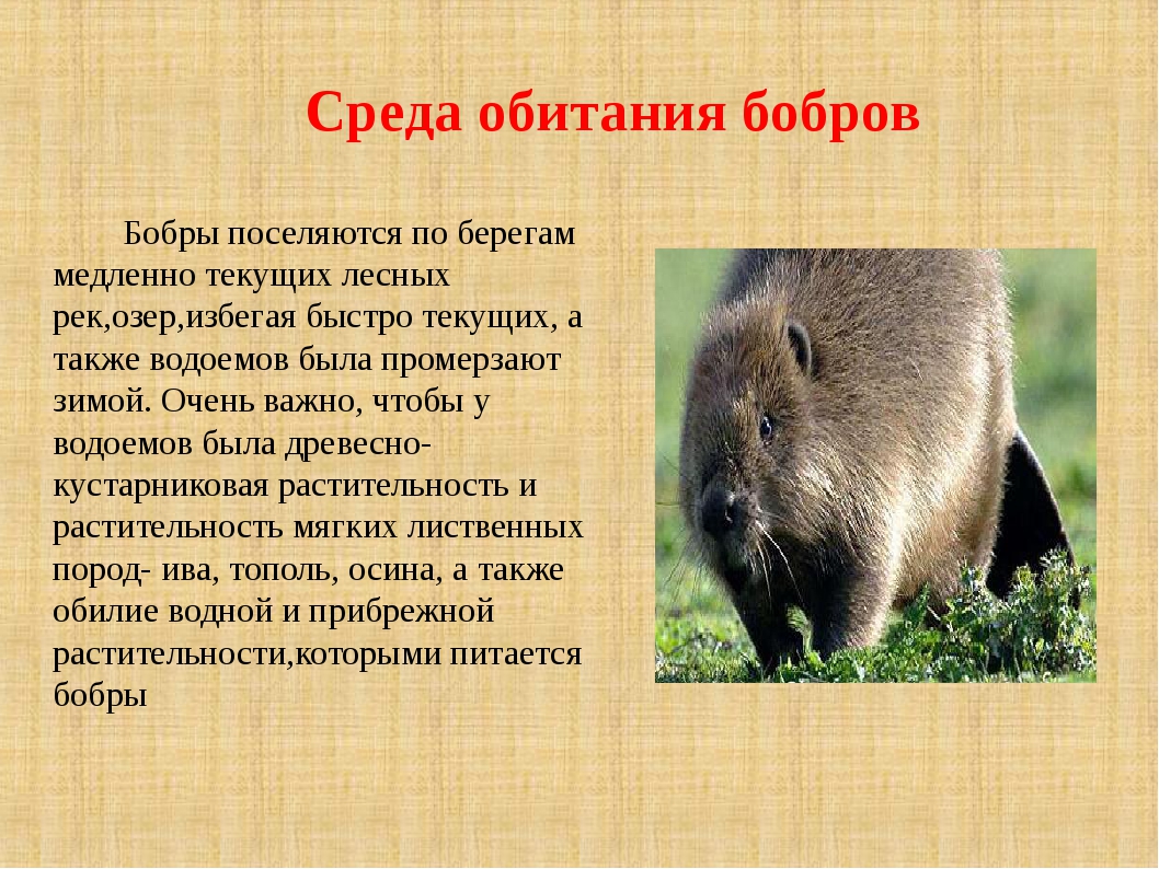 Бобр или бобер: как правильно писать, и что это за зверь? :: syl.ru