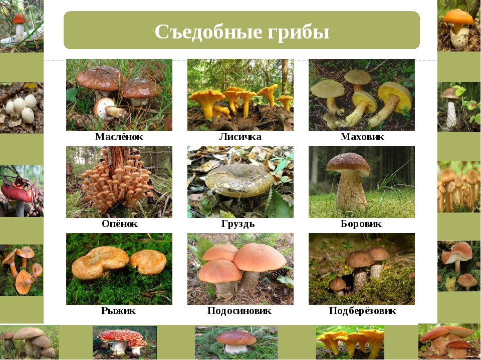 Все виды грибов с фото