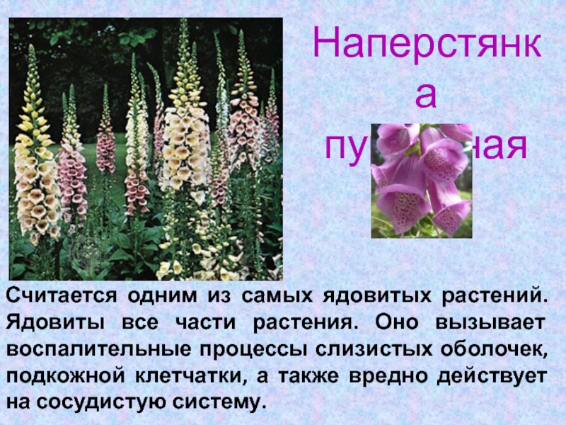 Насколько ядовит. Ядовитые растения. Ядовитые растения России. Ядовитые растения цветы. Ядовитые растения названия.