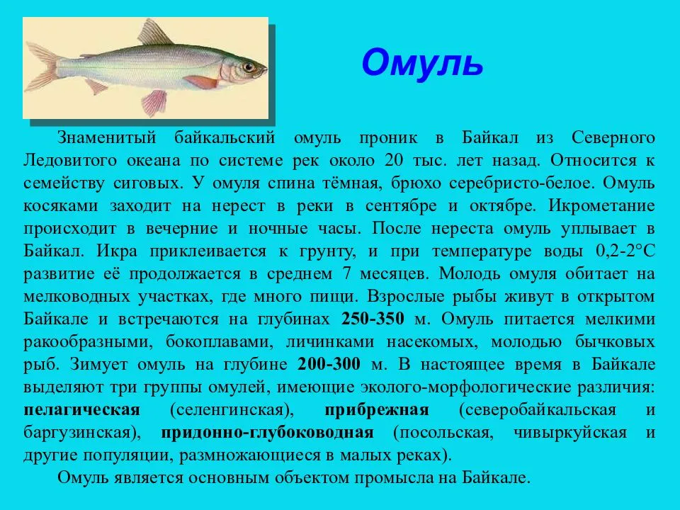 Промысловая рыба: виды, фото и краткое описание