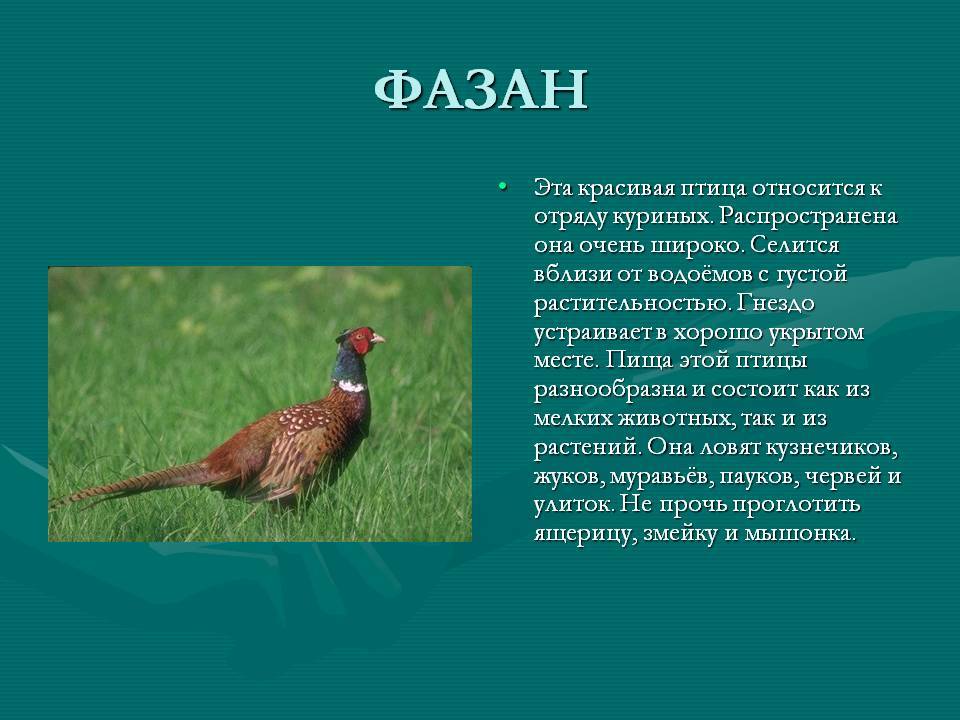 Отряд куриные представители. Фазан краткое описание. Красный фазан. Фазан птица описание. Фазан краткая информация.
