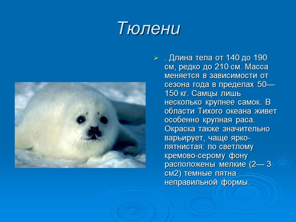 Каспийский тюлень (фото): как выглядит, где обитает, чем питается и интересные факты