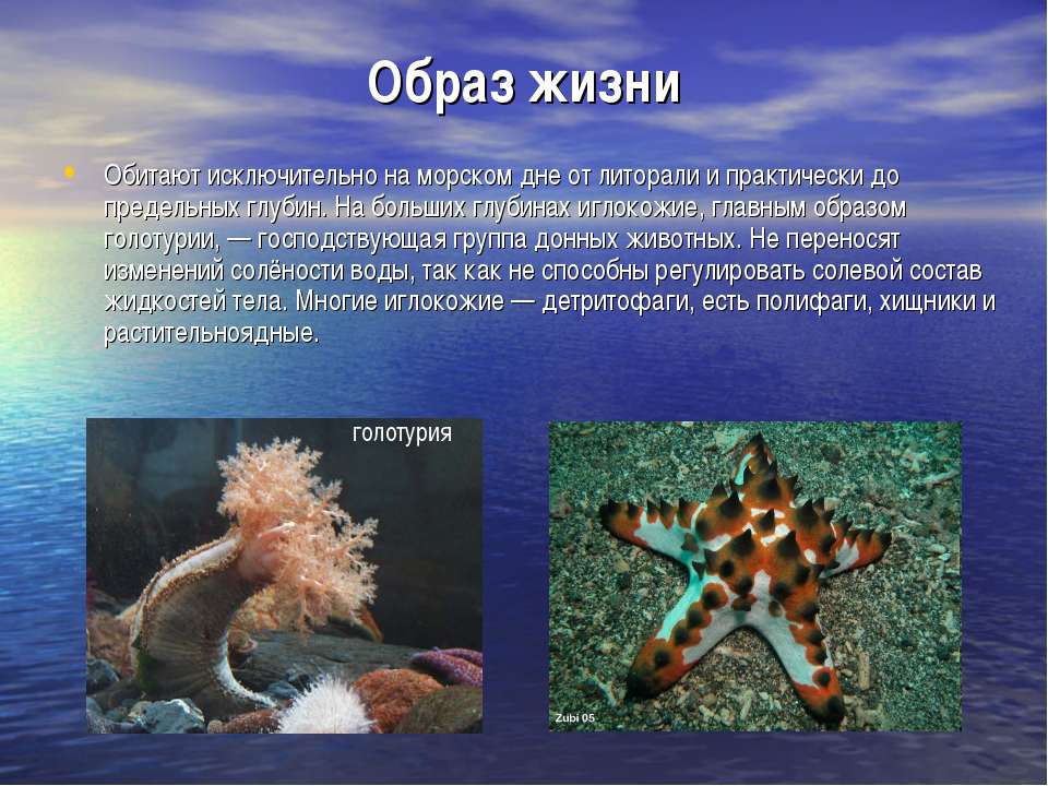 Сообщение о морских обитателях - описание, виды и названия