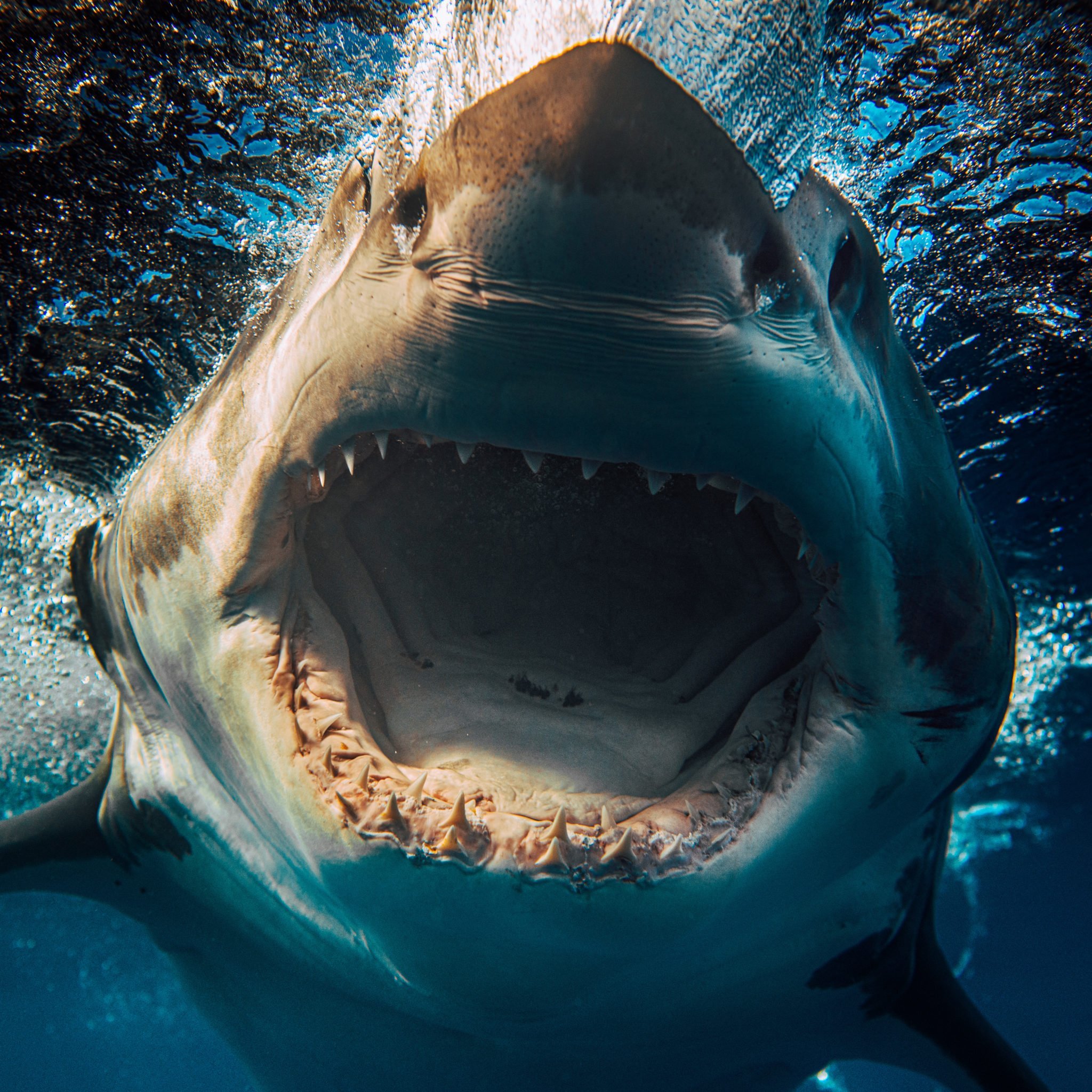 Самые опасные акулы в мире, а тупорылая – самая страшная