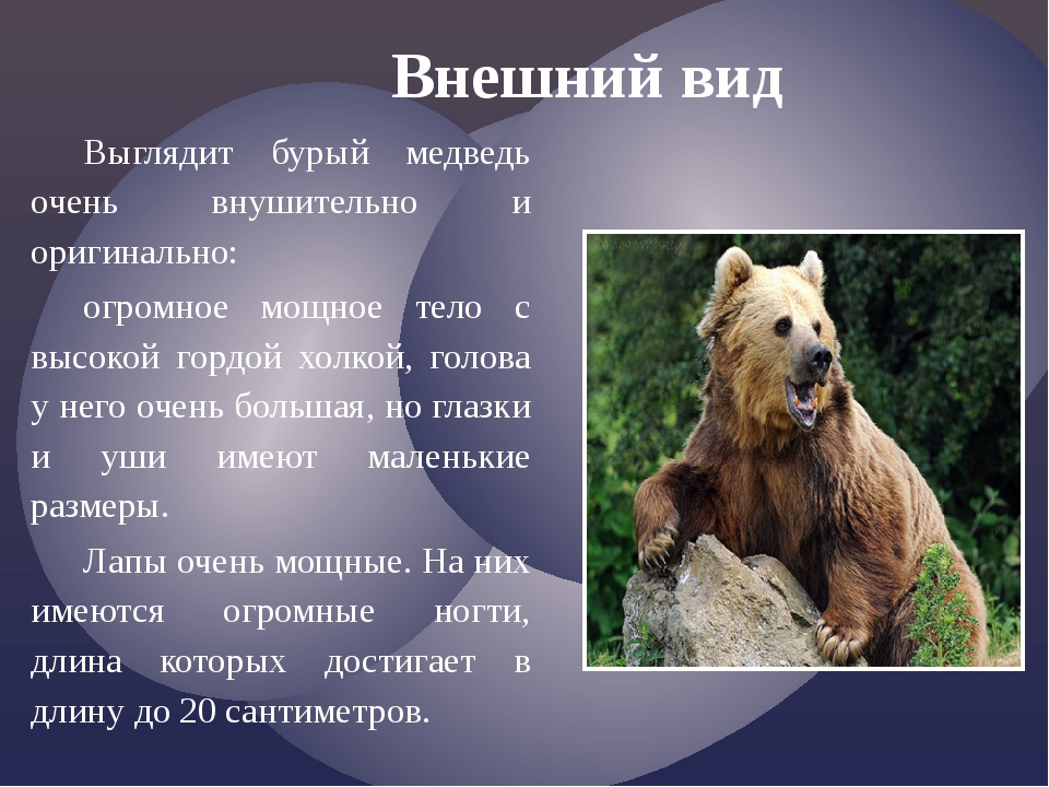 В каких природных зонах живет бурый медведь. Описание медведя. Бурый медведь описание. Описание Бурава медведя. Доклад о медведях.