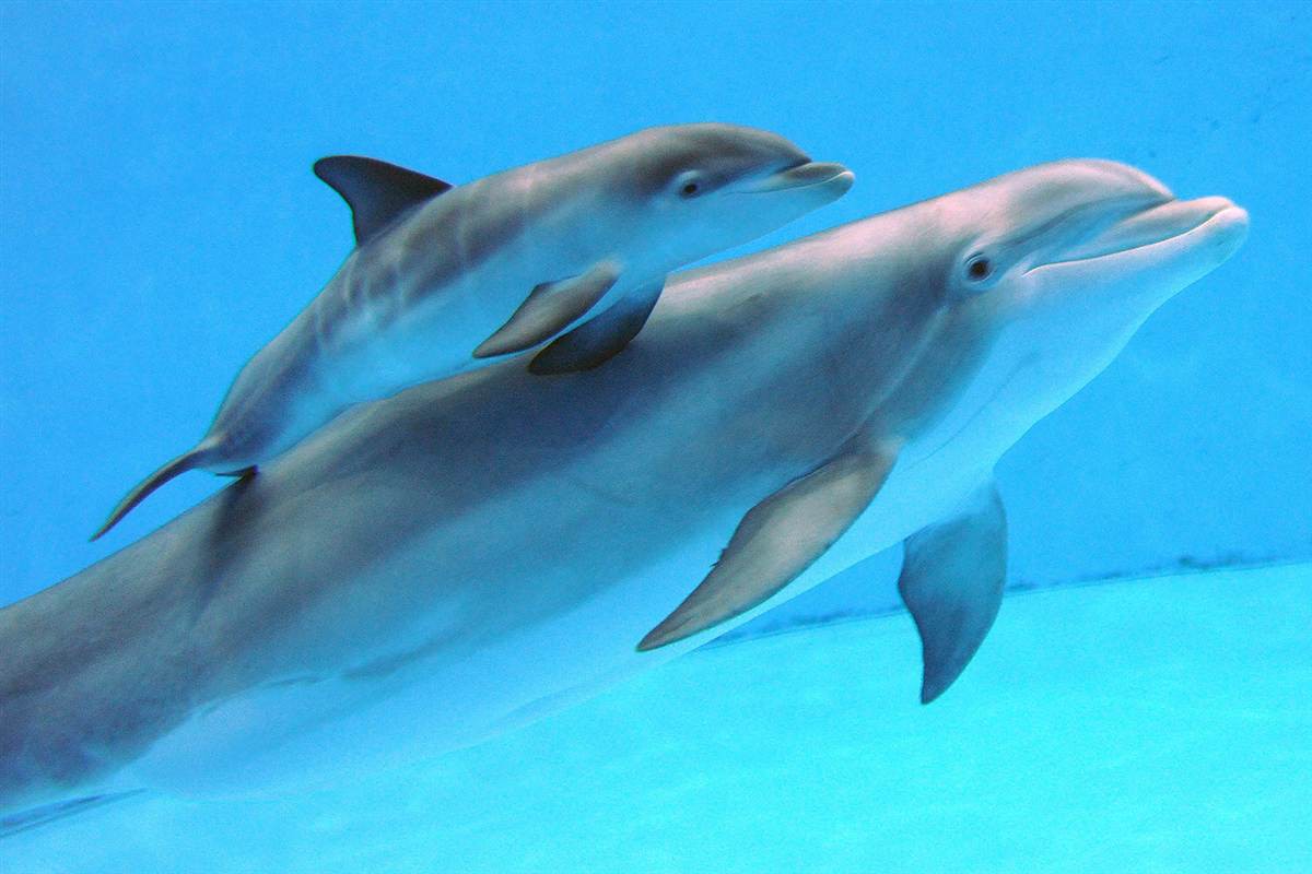 Дельфин черноморский: название, фото :: syl.ru