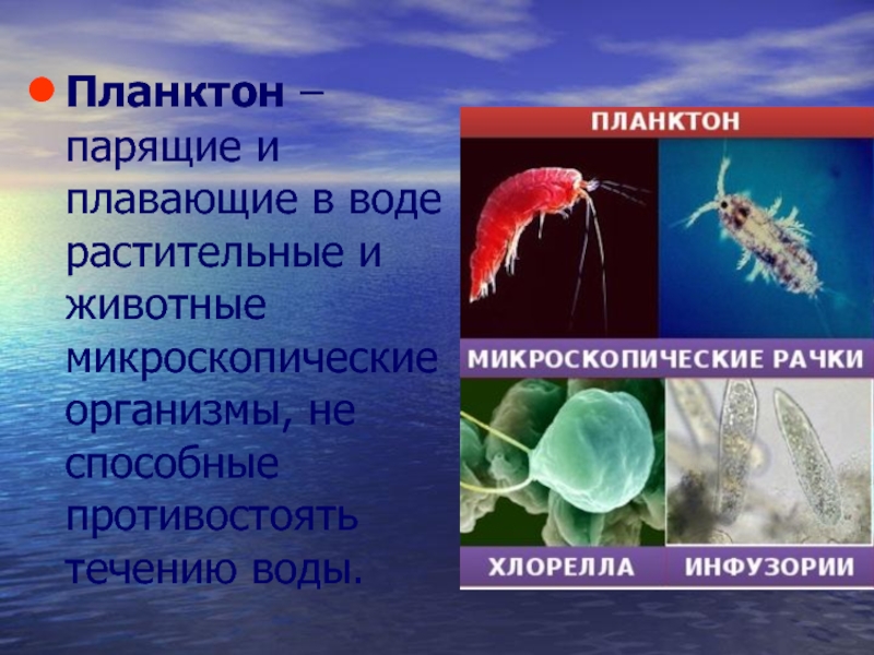 Показанные на рисунке приспособления к парению в воде у планктонных организмов выработанные