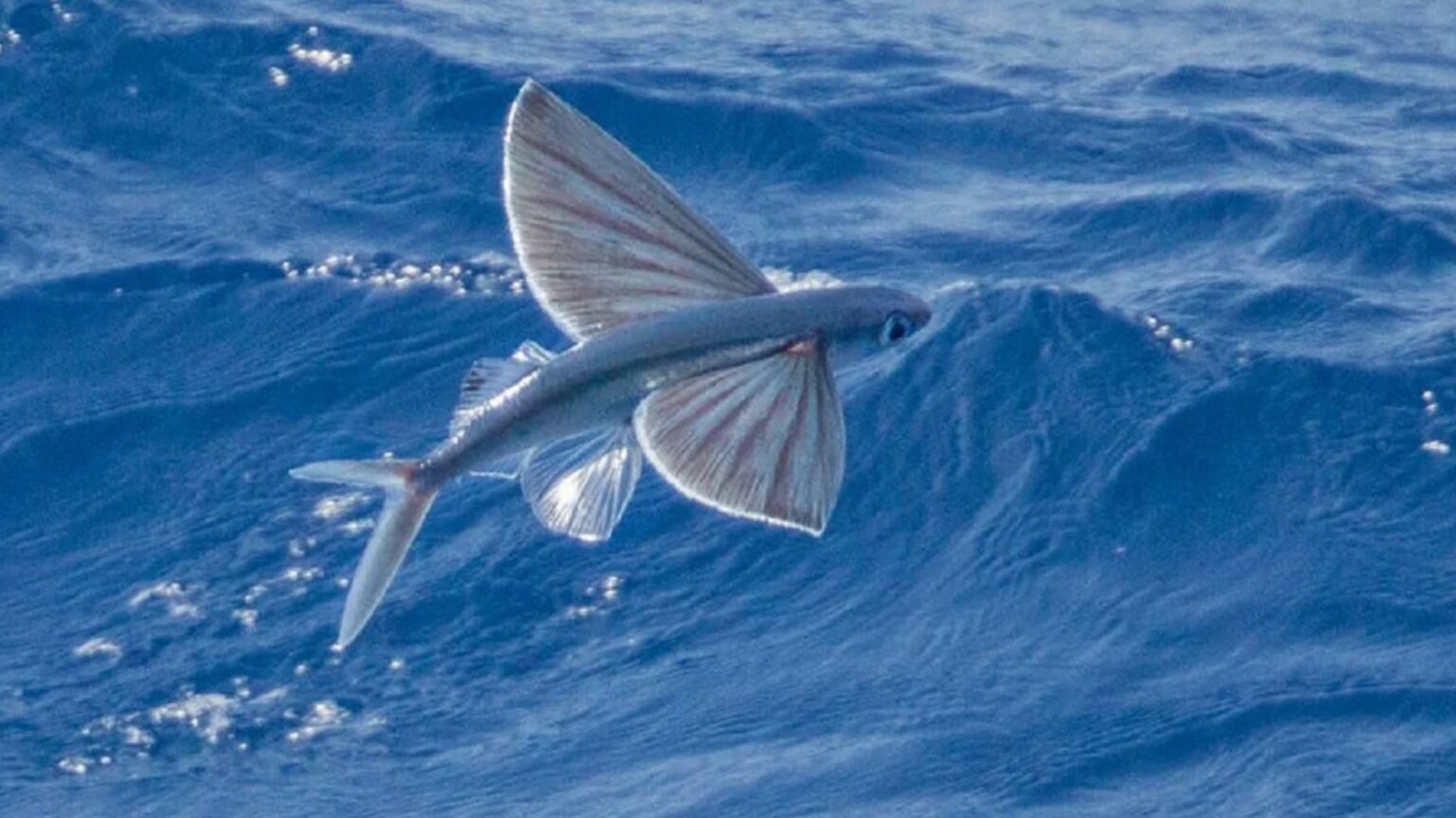 Крылья летучей рыбы. Четырехкрылая летучая рыба. Летучая рыба биплан. Пятнистый Стрижехвост рыба. Летучая рыба пятнистая Стрижехвост.