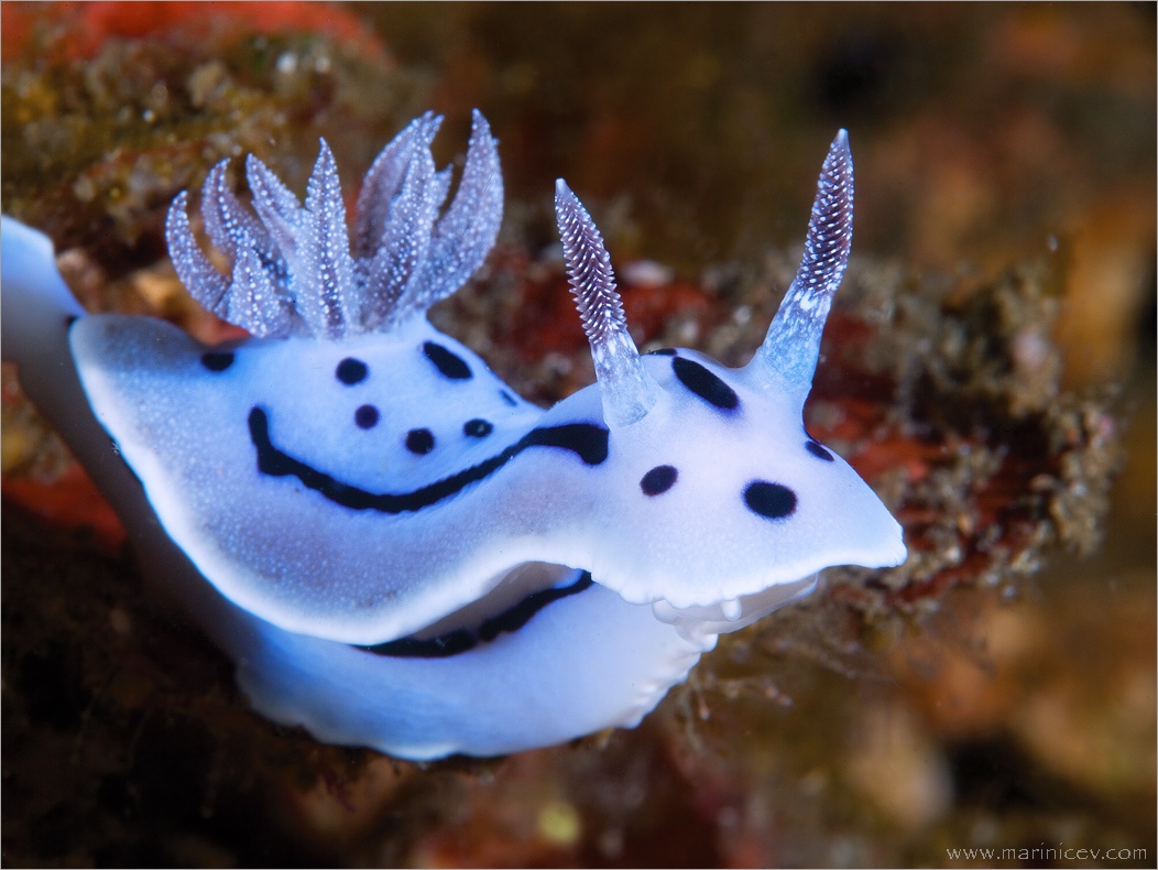 Морские медузы. эфемерные создания