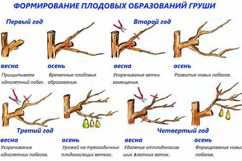 Правила обрезки молодых деревьев, формирование кроны