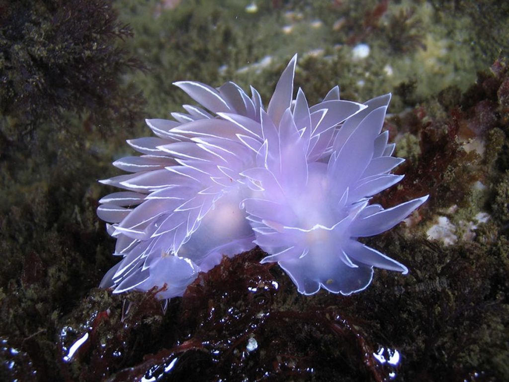 Факты о медузах: ядовитые, светящиеся, самые большие медузы в мире