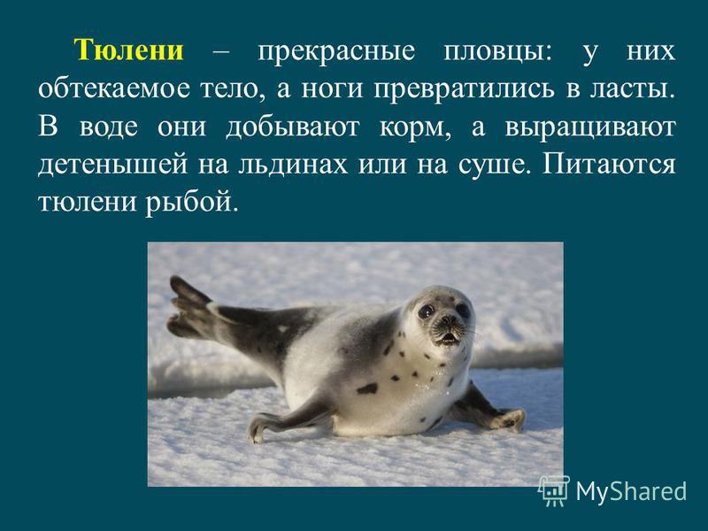 Арктика. животные и растения арктики :: syl.ru