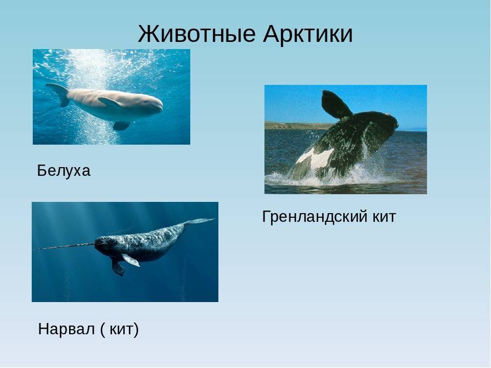 Где живет кит русский язык 1 класс. Арктическая пустыня Гренландский кит. Гренландский кит и нарвал. Животные Арктики кит. Кит в Ледовитом океане.
