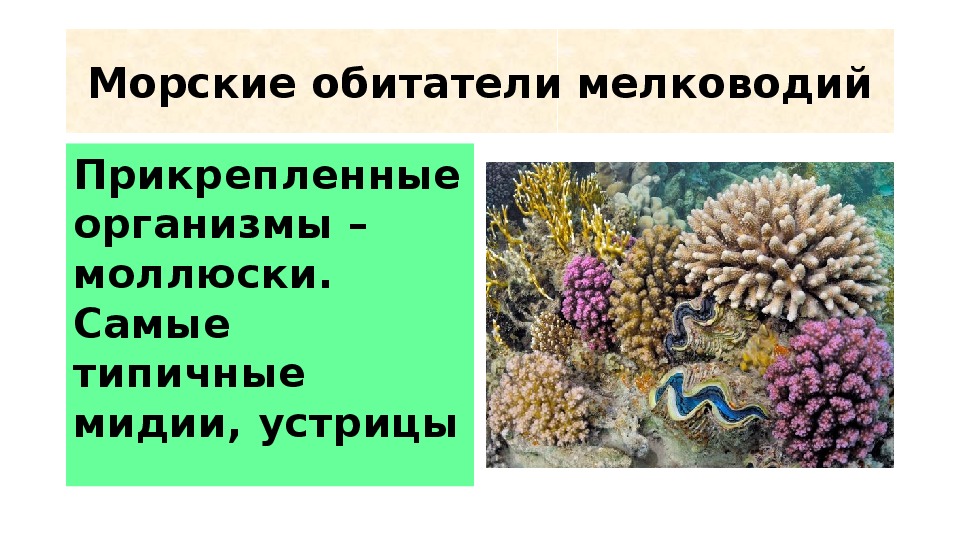 15 глубоководных монстров, населяющих мировой океан – zagge.ru