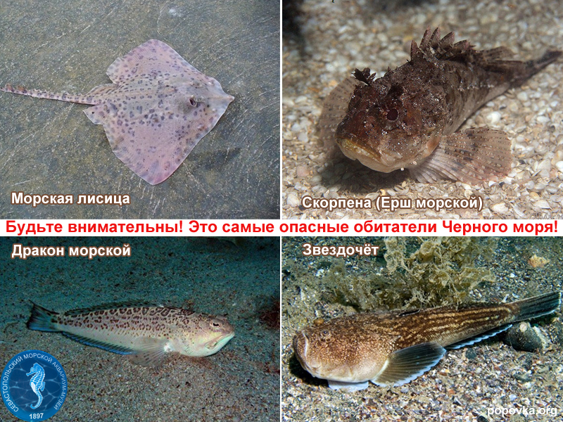Какие опасные существа обитают в водах Черного моря, и какой ущерб они могут причинить человеку Как выглядят эти создания, характеризующие фото