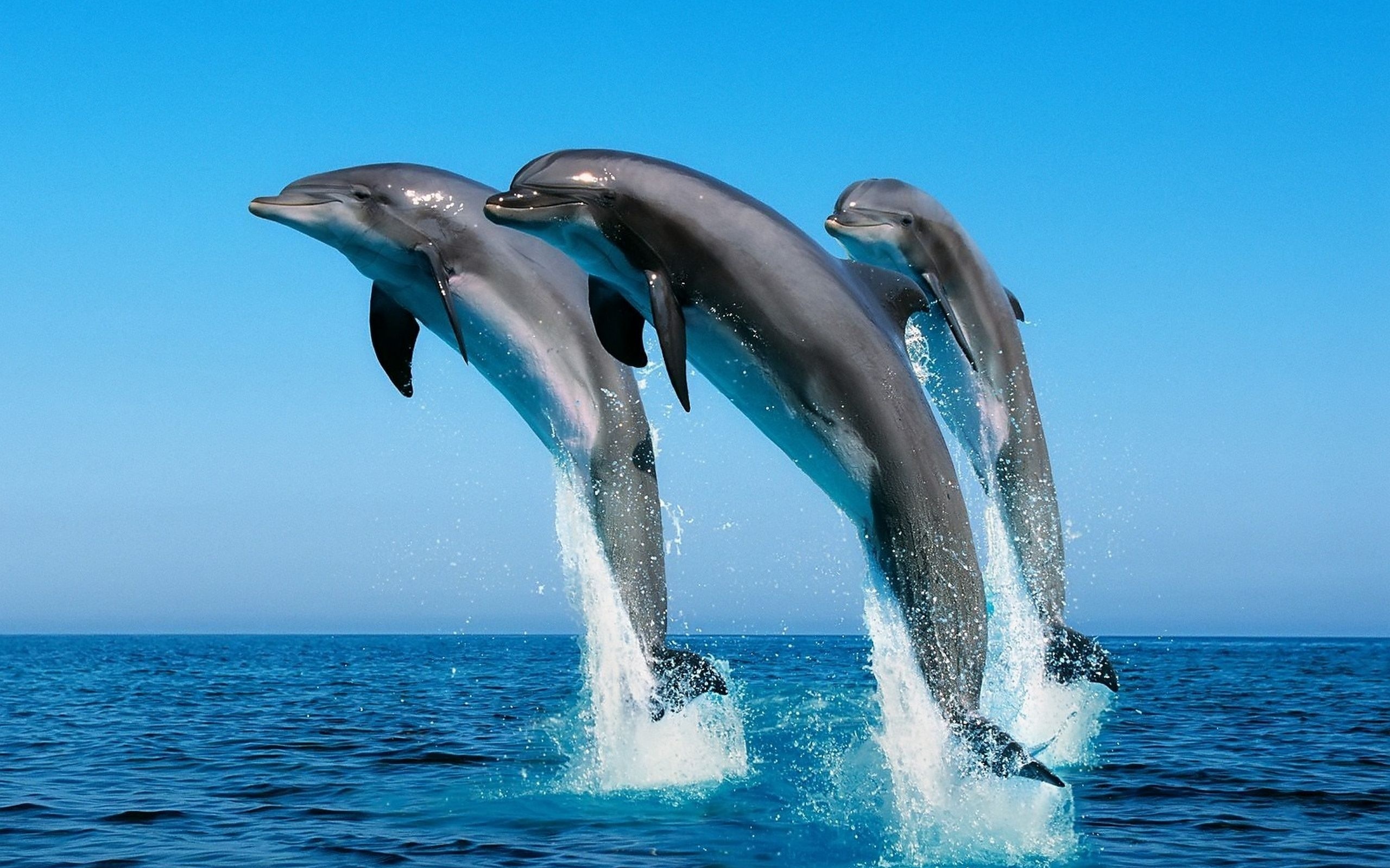 ᐉ кто такие касатки - это дельфины или киты: чем питаются и как выглядят, где обитают, их фото - zoovet24.ru