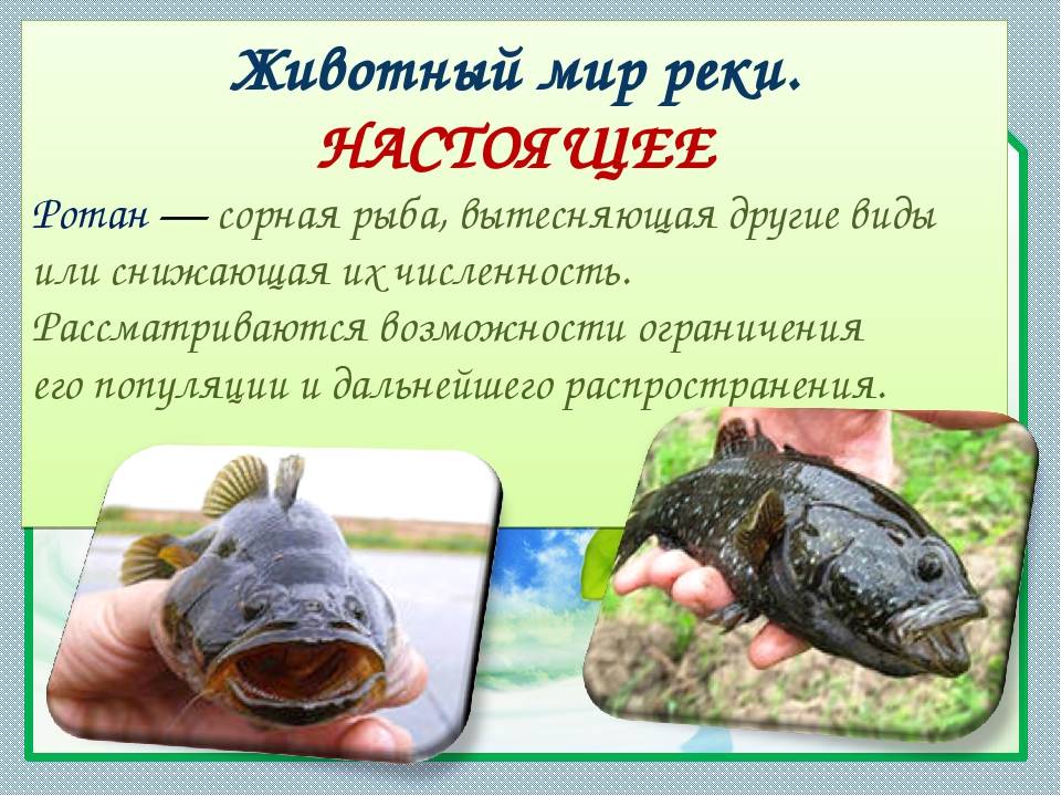 Ротан рыба. описание, особенности, виды, образ жизни и среда обитания ротана | живность.ру