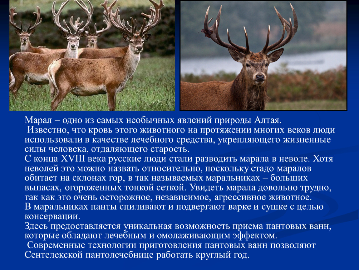 Разновидности оленей: список с фото, описание и характеристики видов