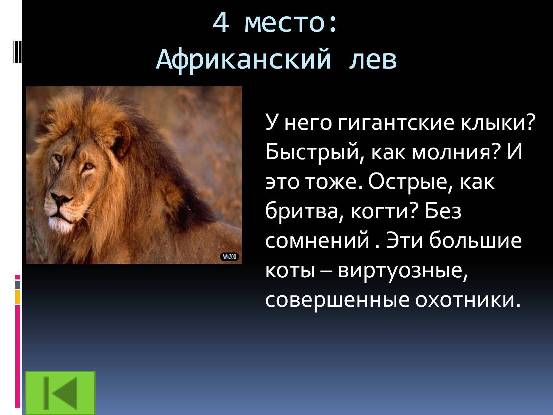 Лев презентация. Презентация про Львов. Африканский Лев информация. Лев из красной книги. Сообщение о опасном животном.