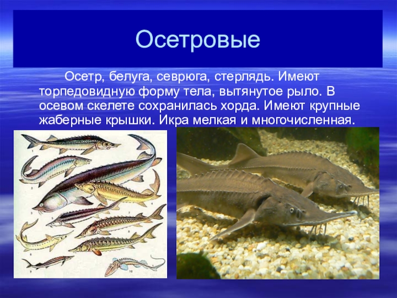 Представители группы рыбы 3. Класс костные рыбы отряд Осетрообразные. Биология 7 класс отряд Осетрообразные.