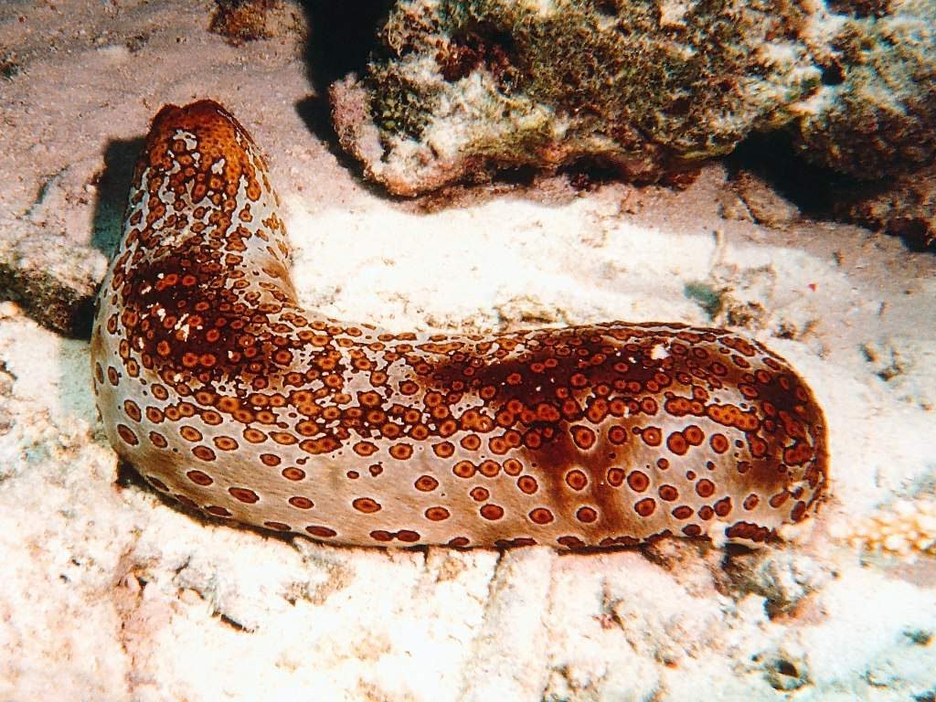 Картинка морского огурца
