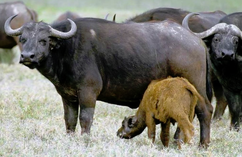 Дикий бык (дикие коровы) в природе