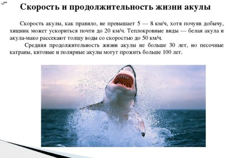 Почему акулы постоянно в движении. Интересные факты о акулах. Рассказ о белой акуле. Белая акула информация для детей. Акулы презентация.
