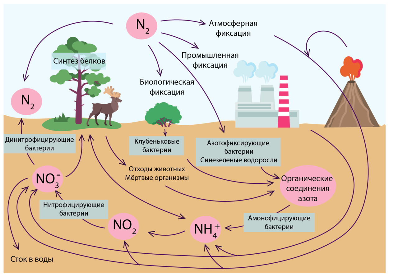 Какие организмы усваивают азот из атмосферы. Круговорот серы азота и углерода. Круговорот кислорода азота углерода фосфора. Круговорот азота фосфора и кислорода. Круговорот углерода в биологическом круговороте.