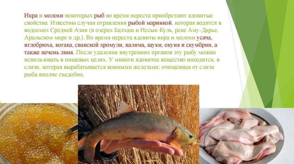 Ловля усача на поплавочную снасть - самоделки для рыбалки своими руками