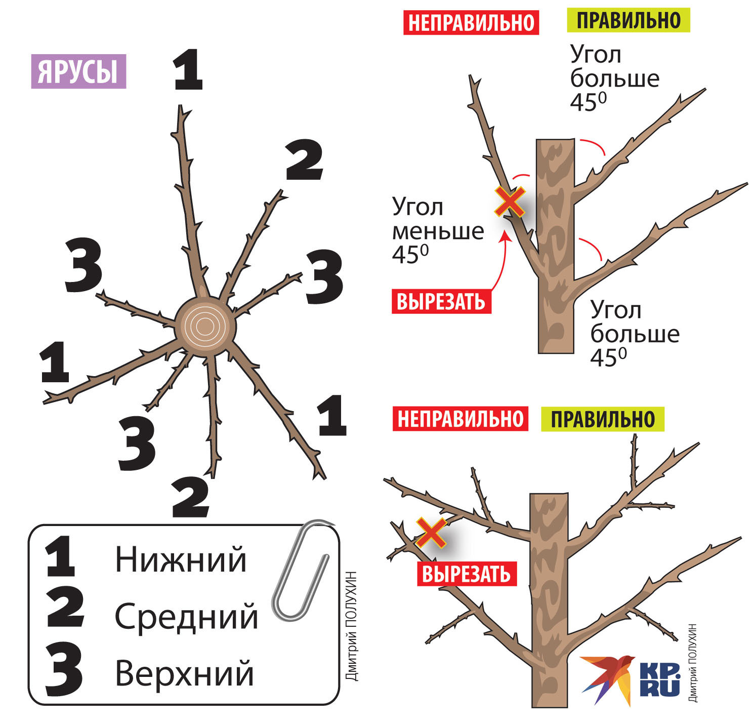 Формирование плодовых деревьев гнутьем без обрезки - дачные советы.ру
