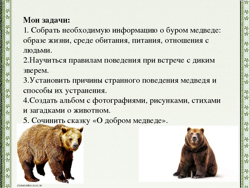Бурый медведь порядок. Среда обитания медведя. Медведь черты приспособленности к среде. Медведь приспособление к среде. Среда обитания бурого медведя.