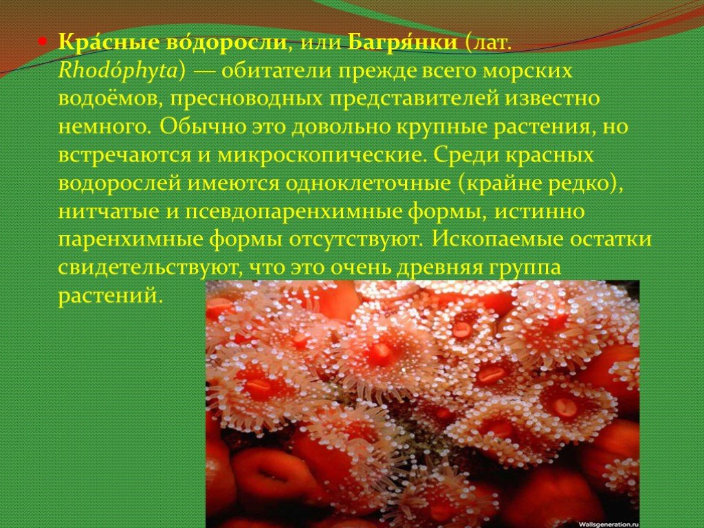 Сообщение про водоросли. Одноклеточные багрянки. Красные водоросли одноклеточные или многоклеточные. Красные водоросли биология 7 класс. Сообщение про красные водоросли 7 класс биология.
