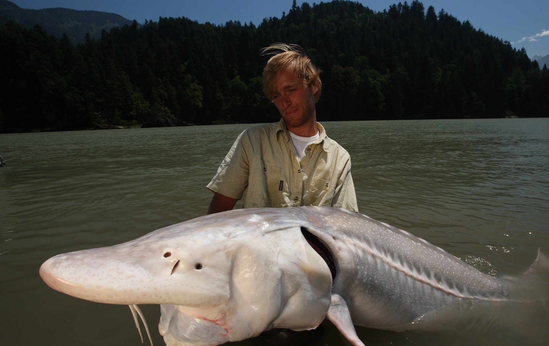 Самое большая рыба в мире: список, размеры, названия, фото