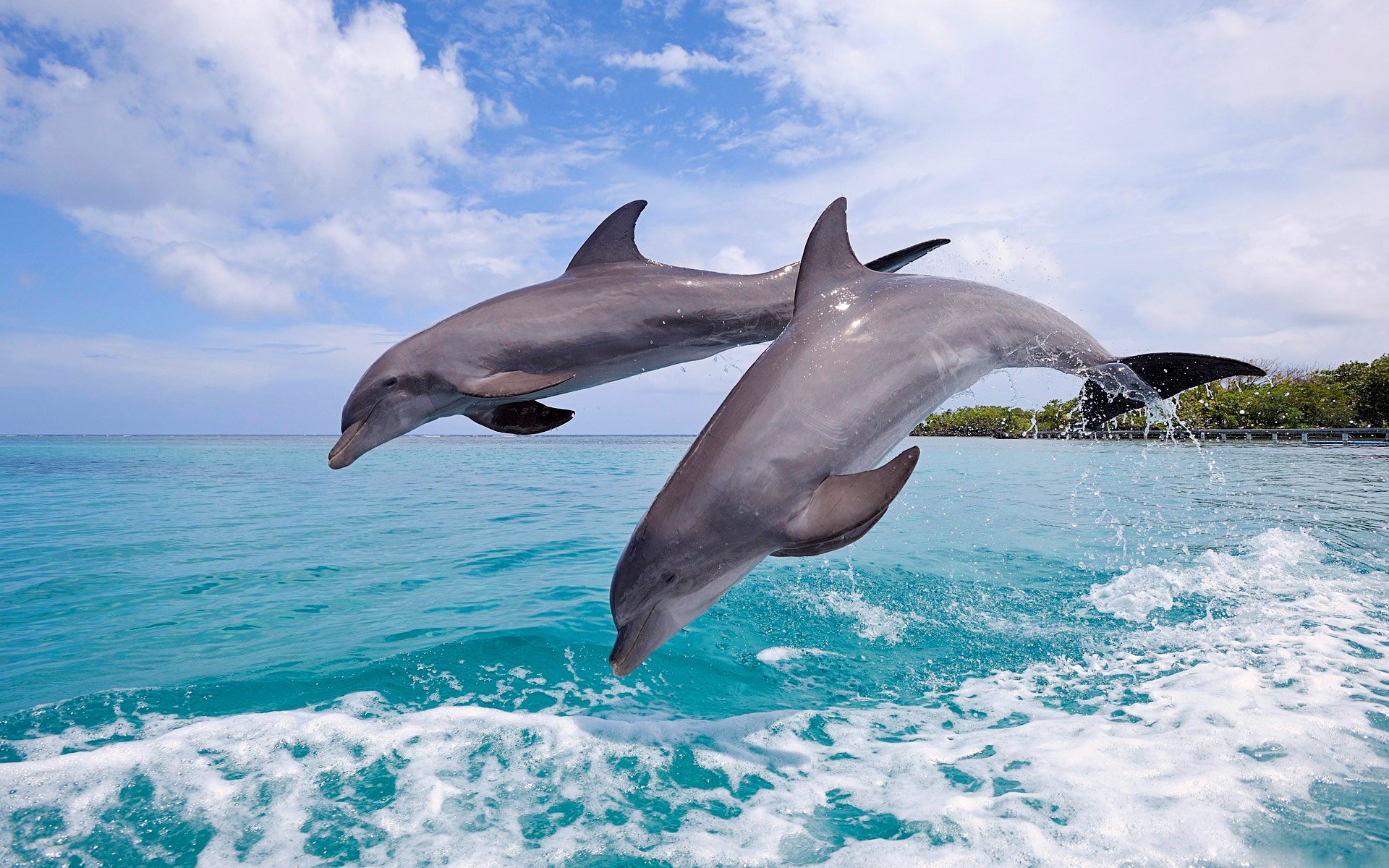 Дельфины черного моря: фото, какие виды живут, опасны ли