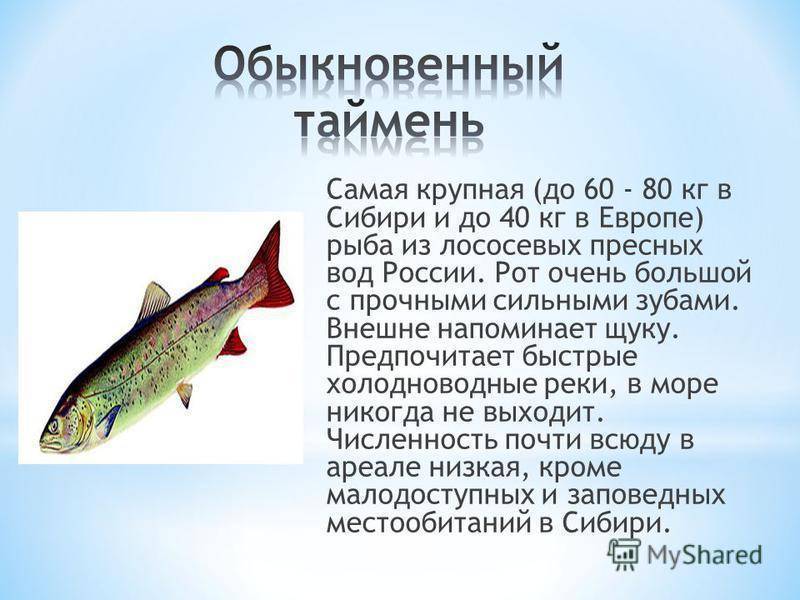 Таймень: описание рыбы, где обитает, способы ловли и пищевая ценность