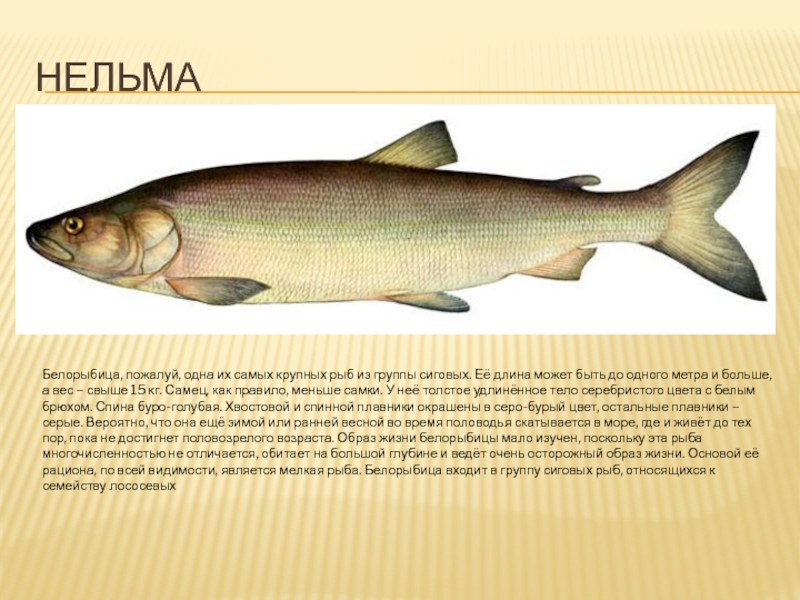 Трескообразные рыбы (gadiformes) фото, распространение среда обитания размеры образ жизни хозяйственное значение, реферат доклад для школы класса трескообразные рыбы